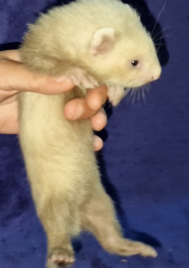 Image de Peeta disponible