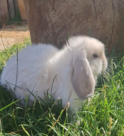 Photo de mauve