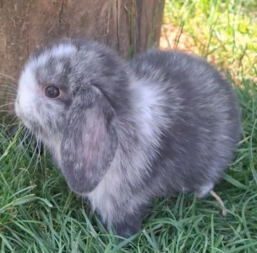 Photo de viola