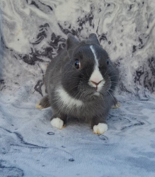 Photo de muffin