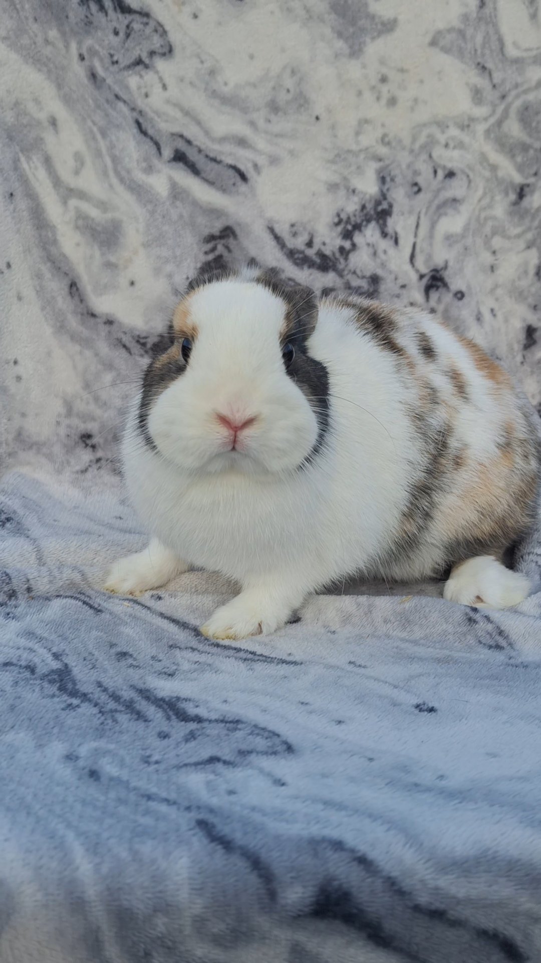 Photo de chantilly