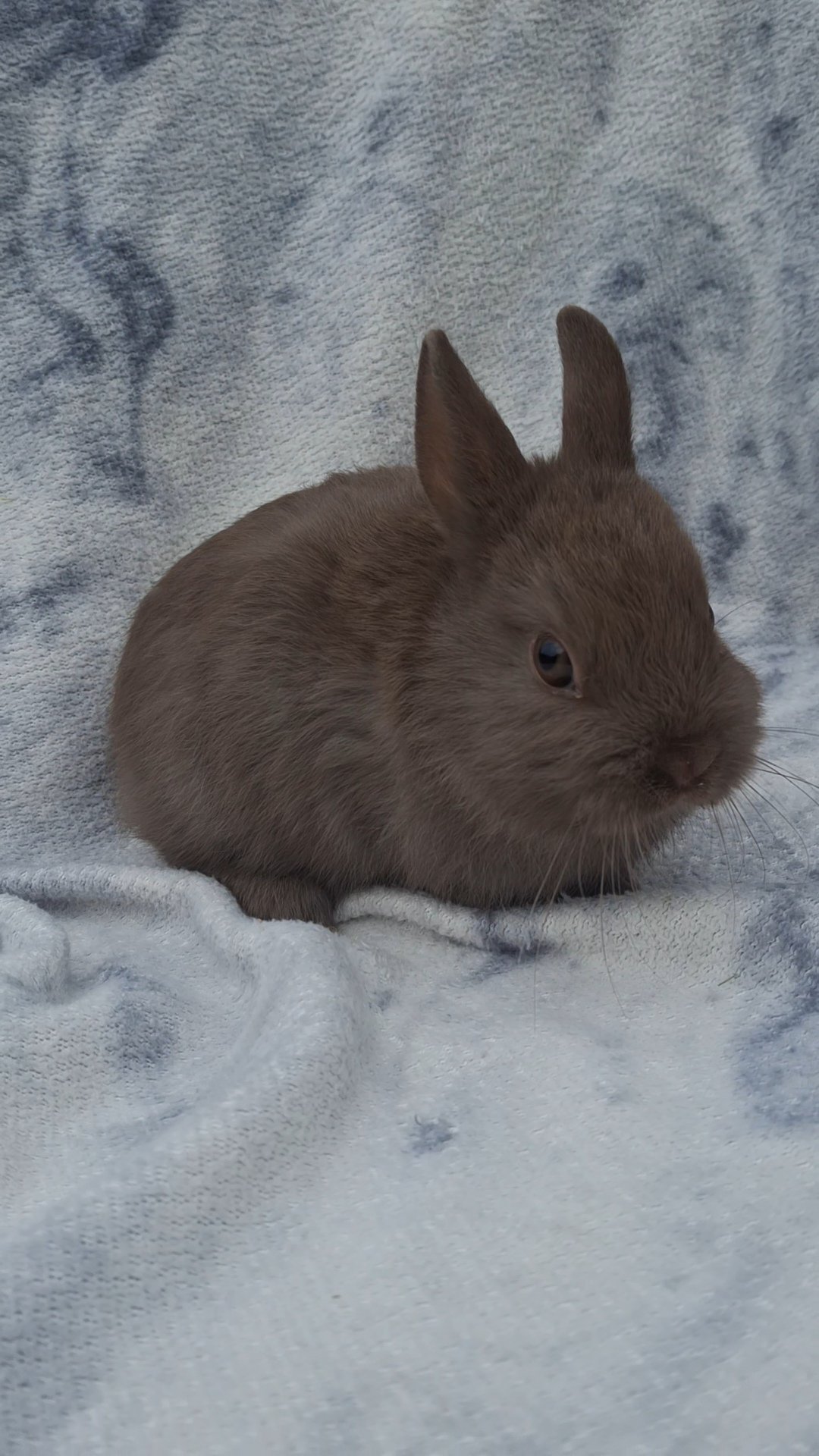 Photo de Granola