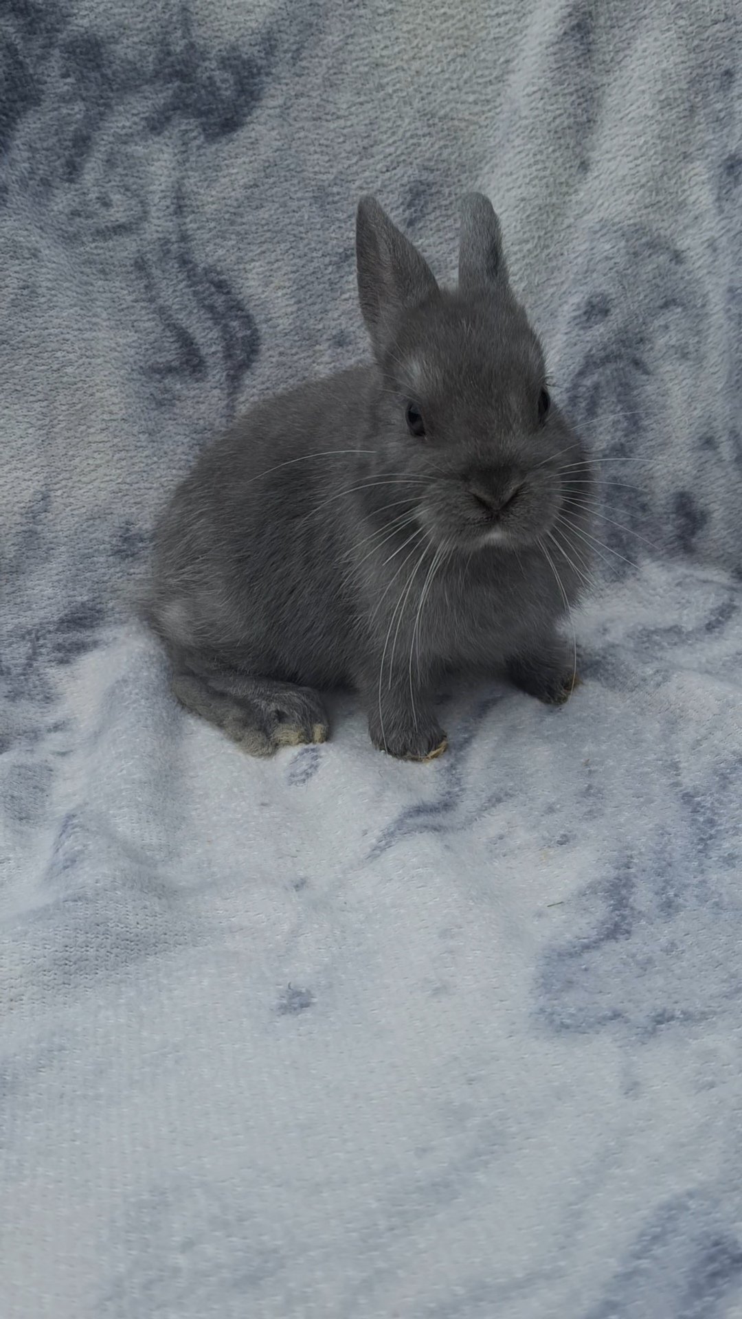 Photo de Noisette