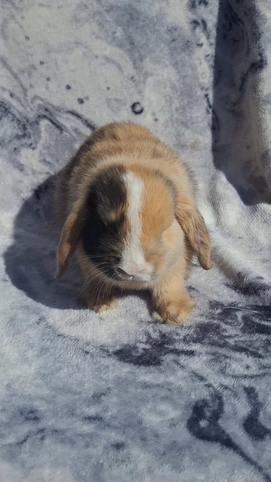 Photo de Pixel