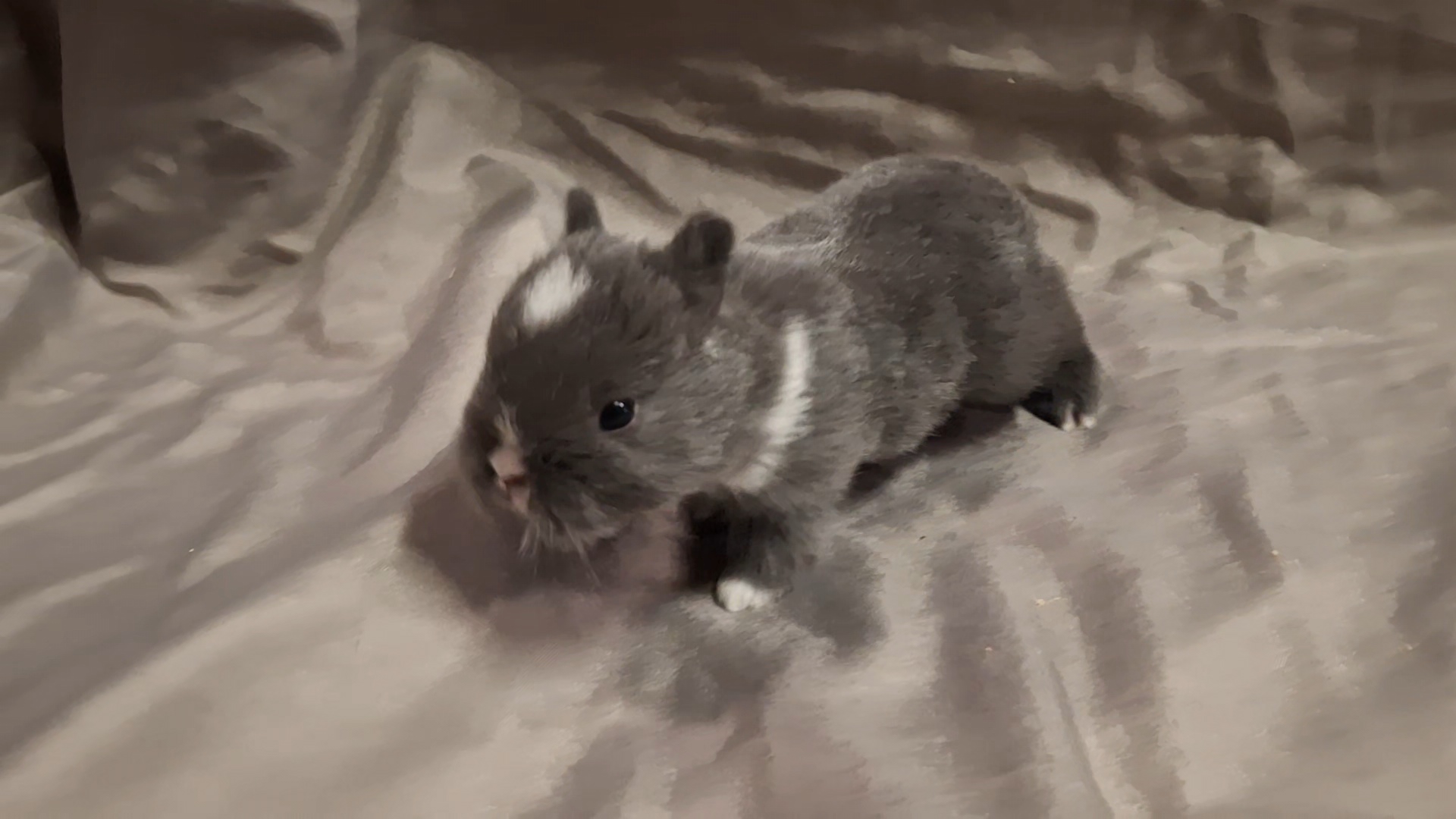 Photo de lola