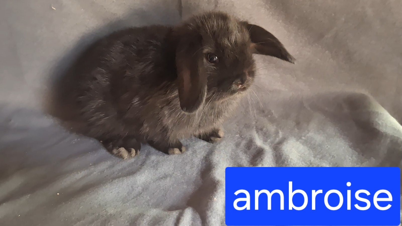 Photo de ambroise