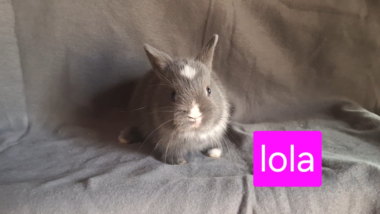 Photo de lola