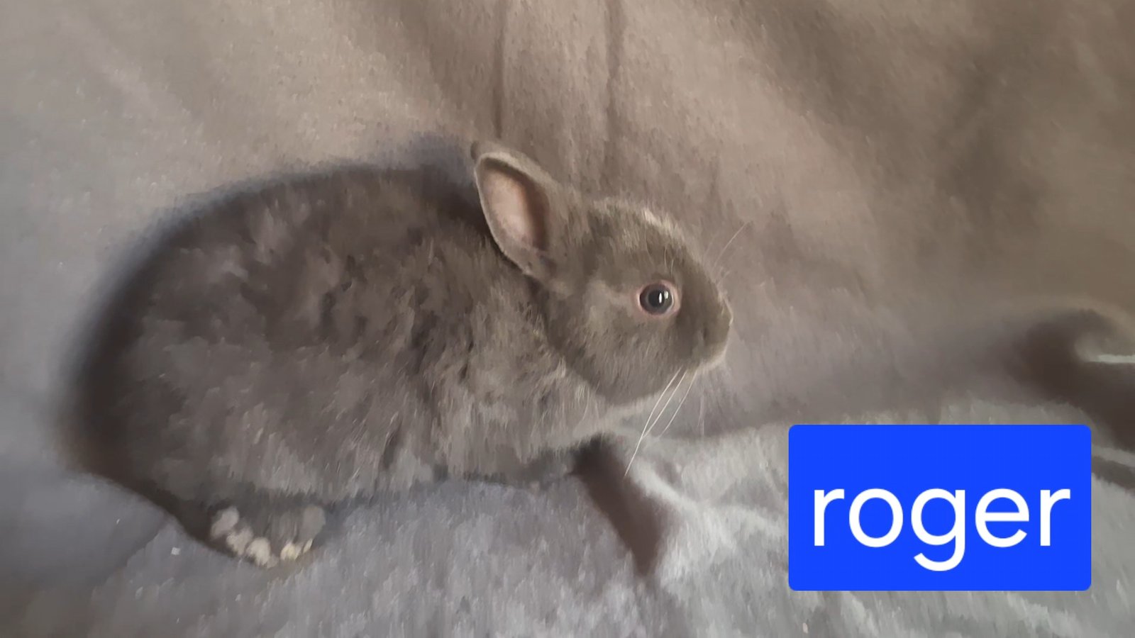 Photo de roger