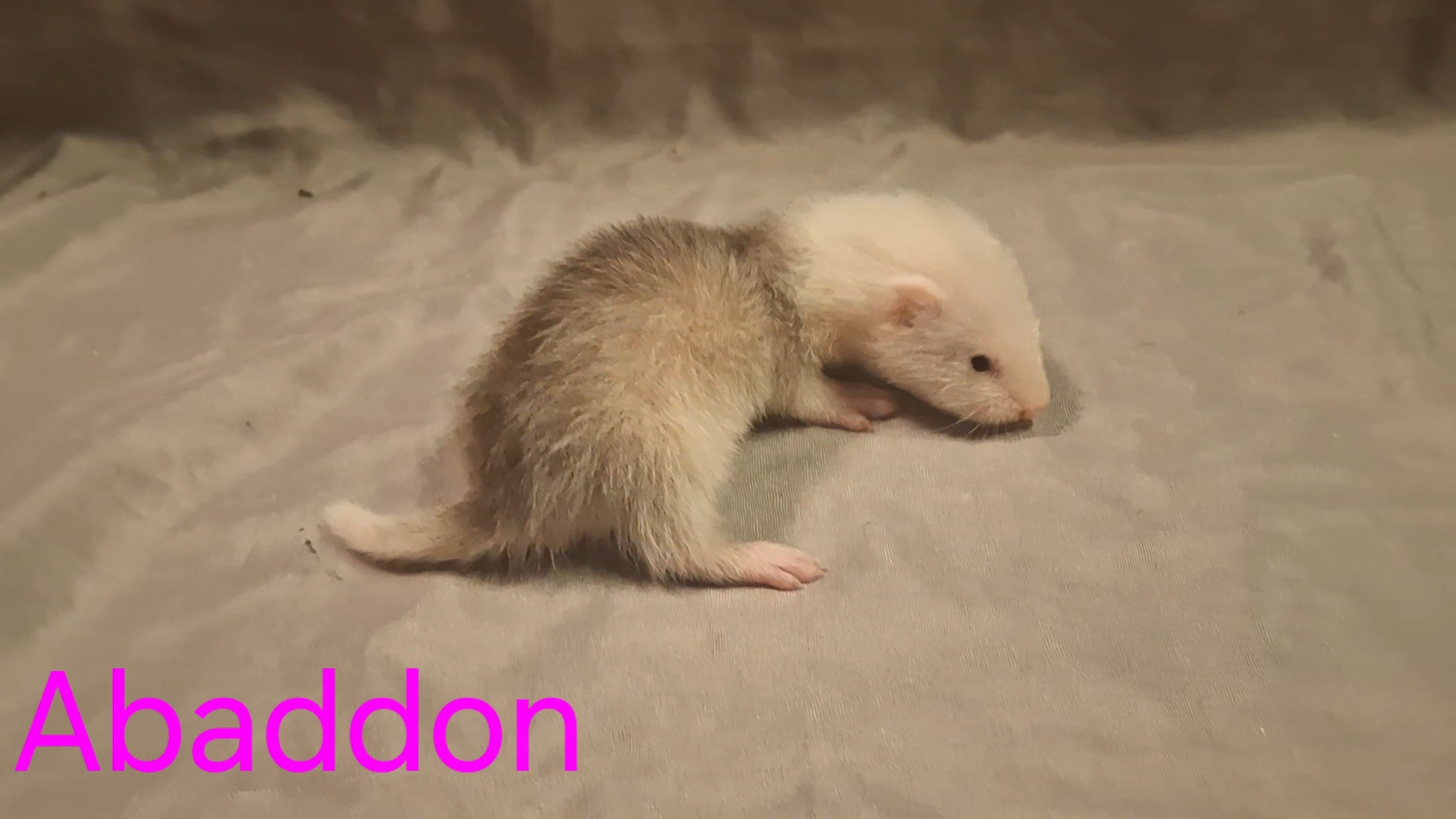 Abaddon