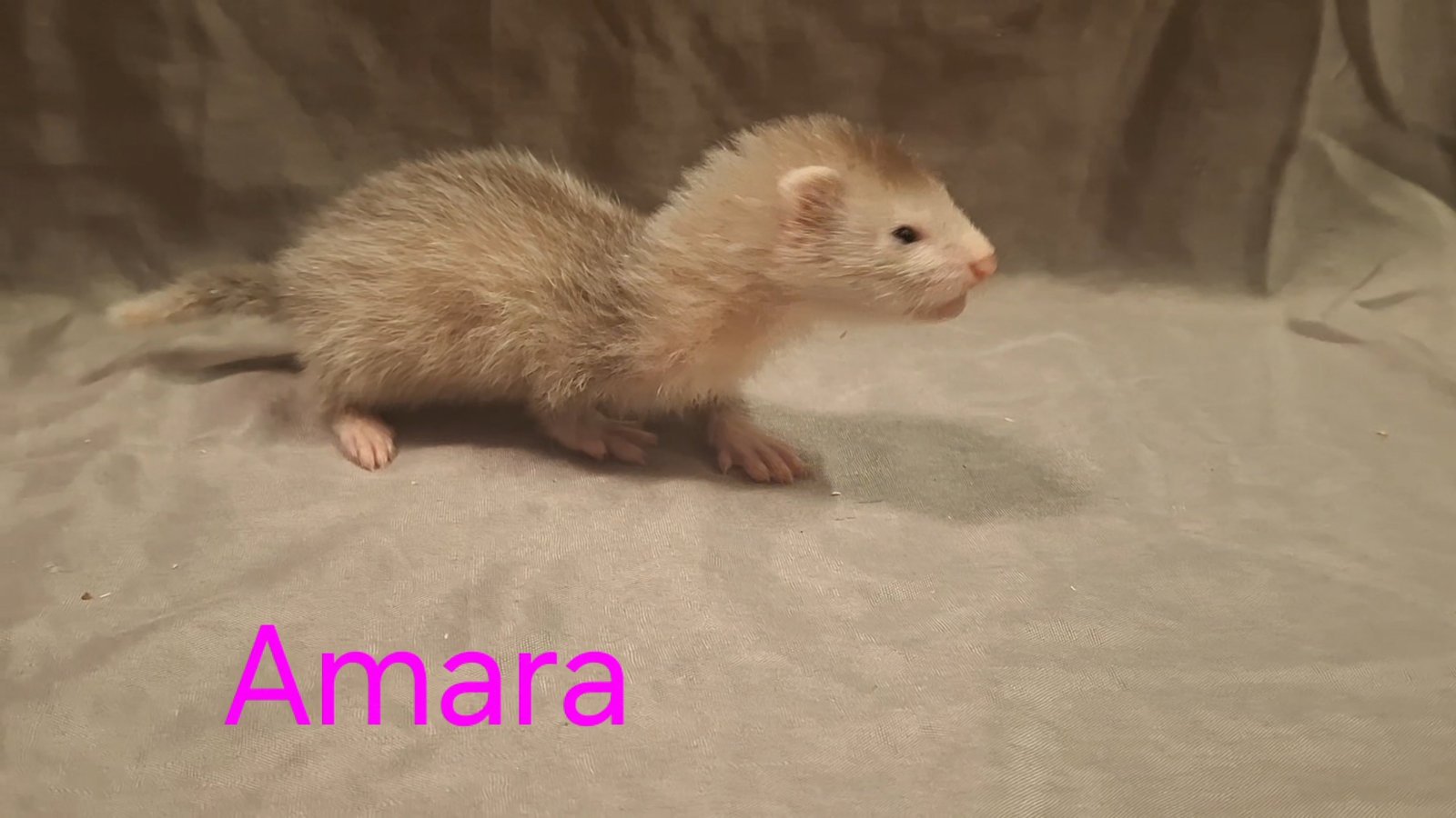 Photo de Amara