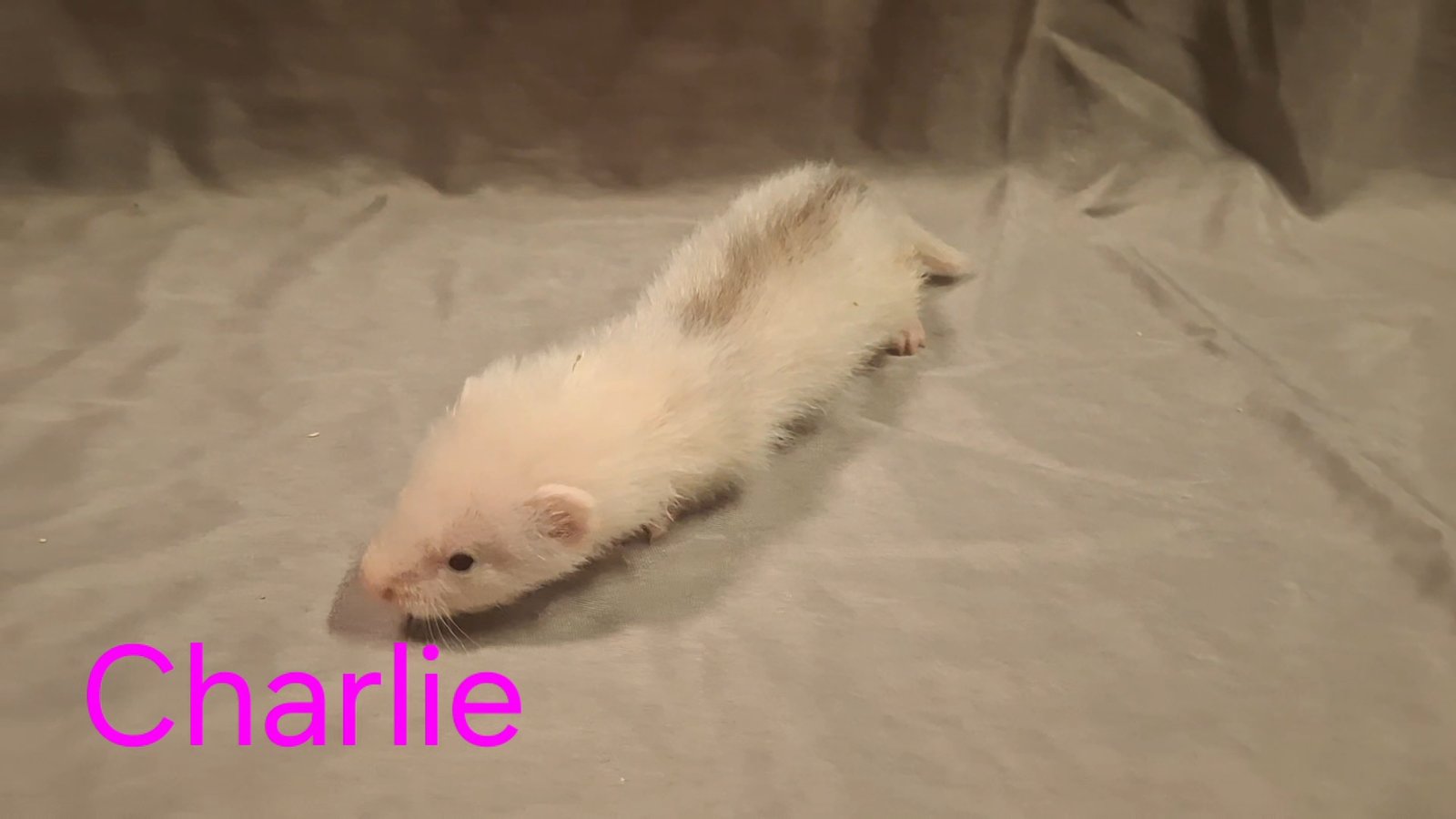 Photo de Charlie