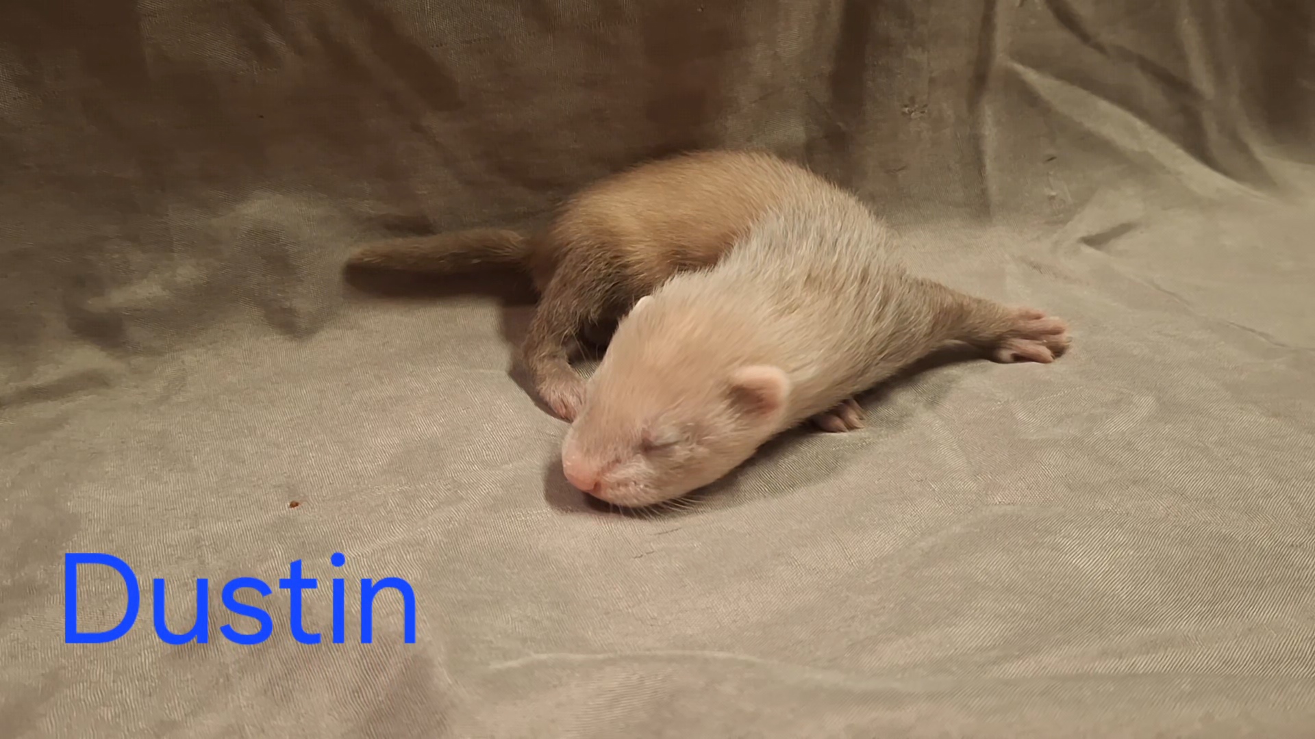 dustin