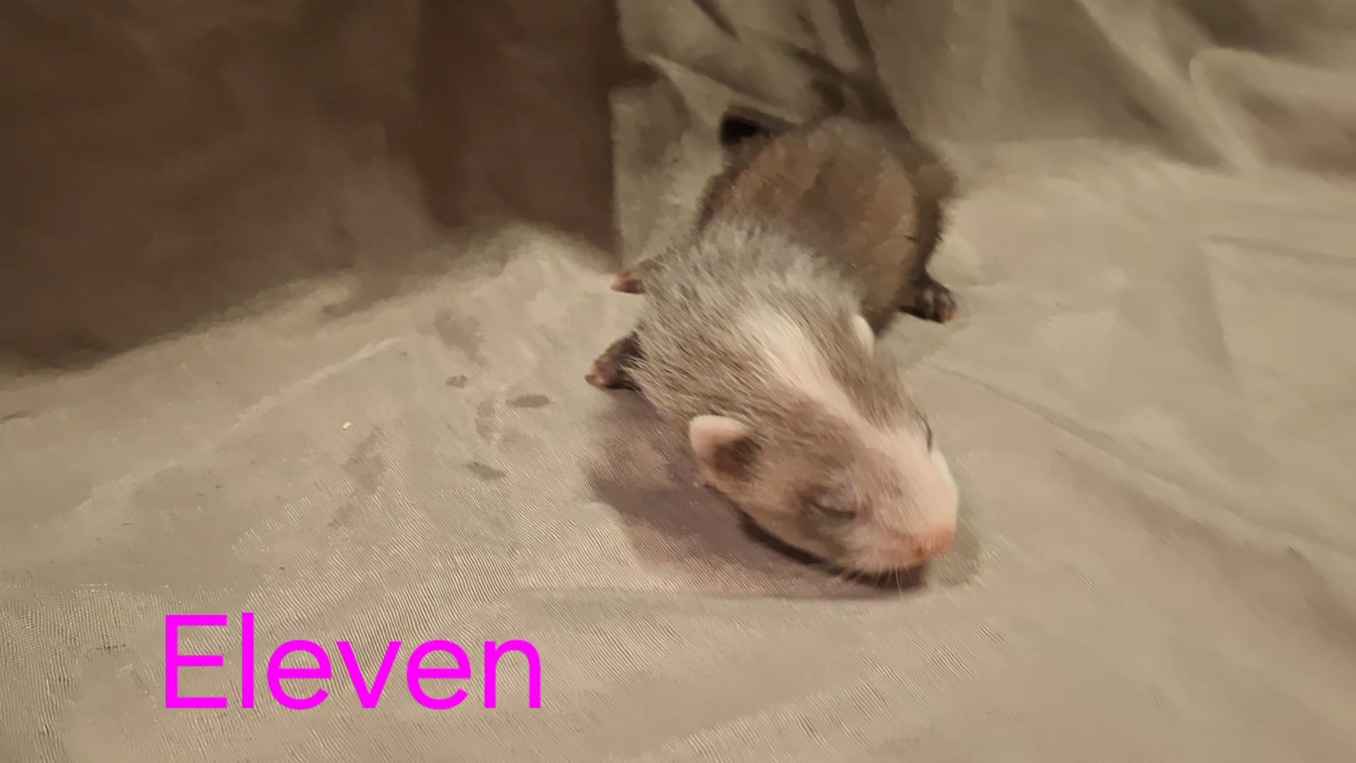 eleven