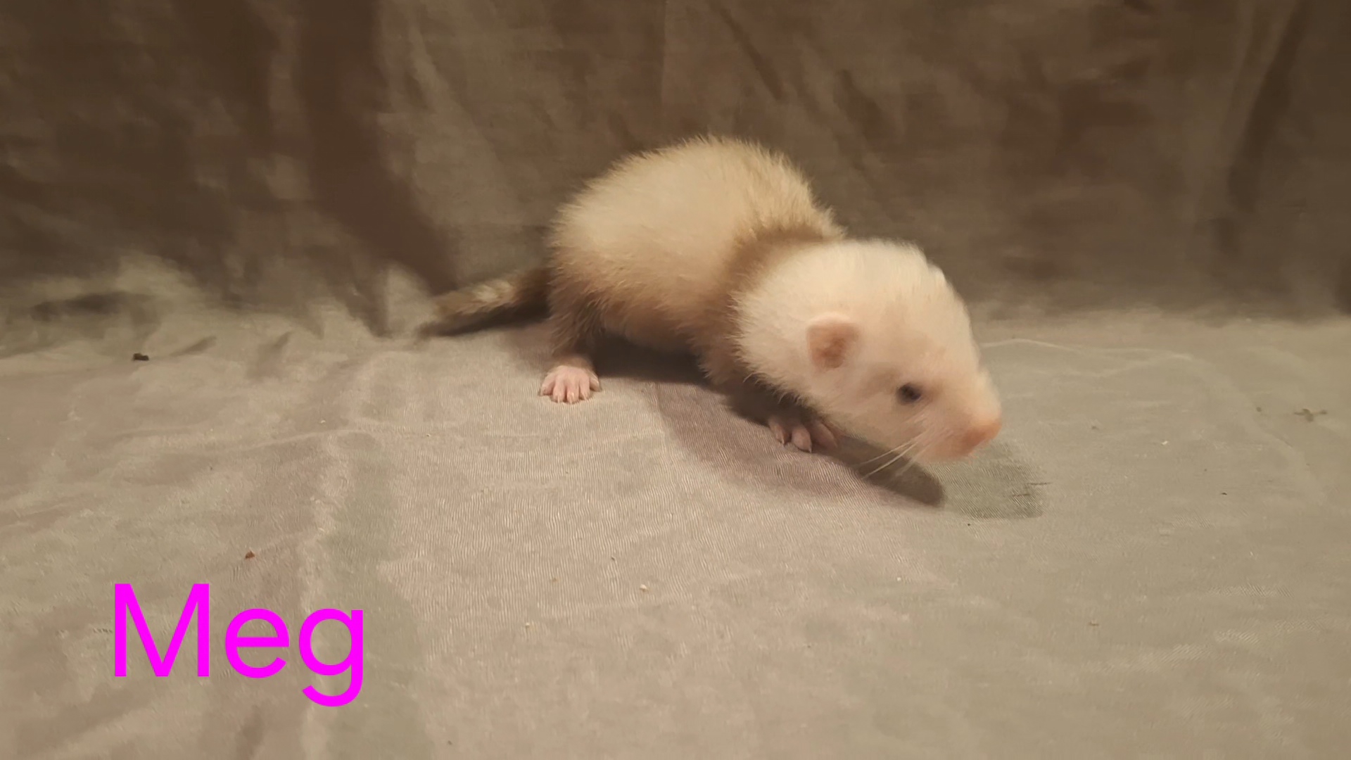 Meg