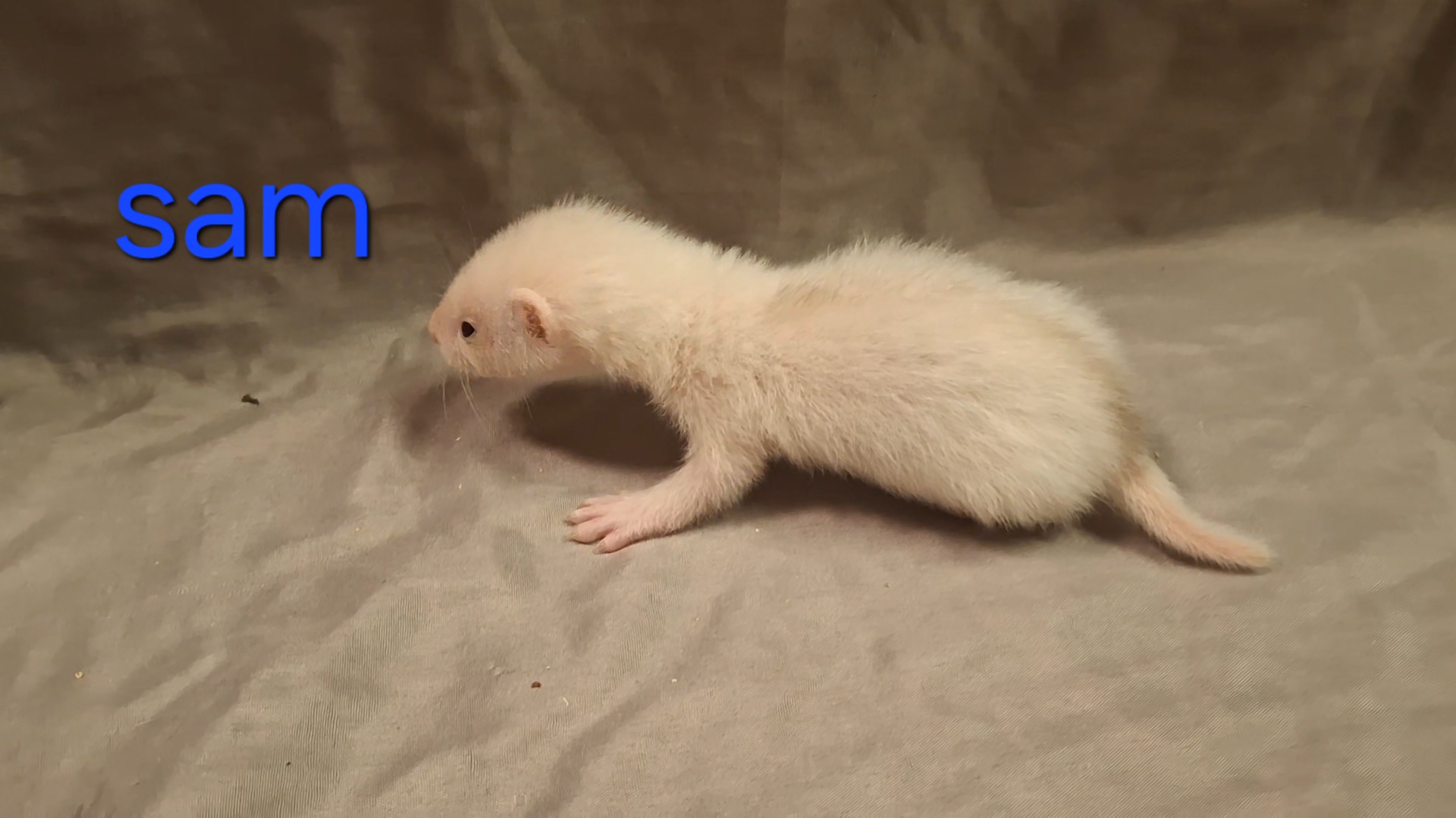 Sam