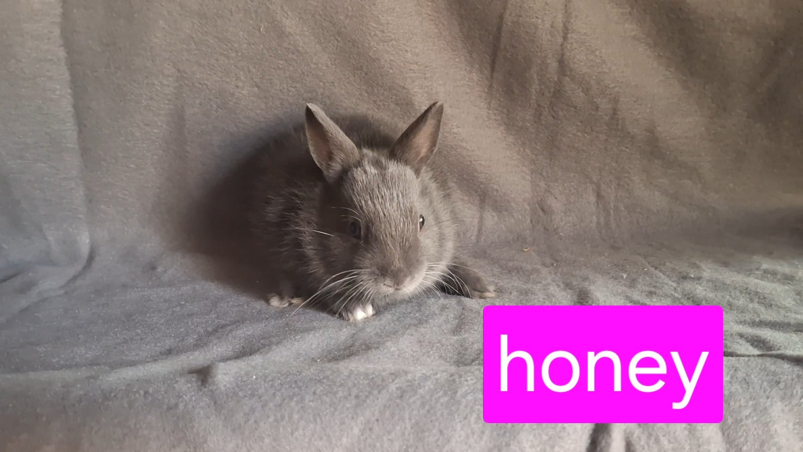 honey